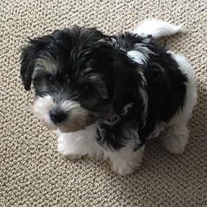 Meet your Posher, Susan